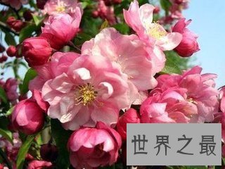 【图】花的种类有很多 不同的花花期也不相反 花期最长