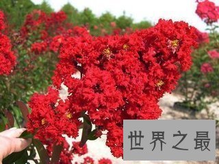 【图】花的种类有很多 不同的花花期也不相反 花期最长