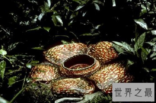 【图】渺小的食人花图片 你敢接近摘这朵最大的花吗