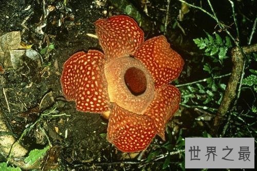 【图】渺小的食人花图片 你敢接近摘这朵最大的花吗