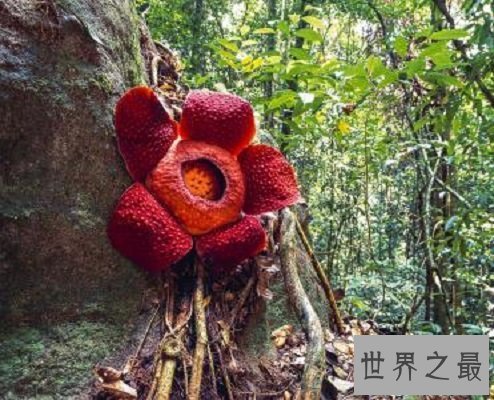 【图】渺小的食人花图片 你敢接近摘这朵最大的花吗