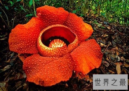 【图】渺小的食人花图片 你敢接近摘这朵最大的花吗