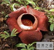 【图】巨大的食人花图片 你敢靠近摘这朵最大的花吗