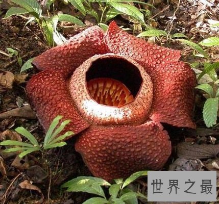 【图】渺小的食人花图片 你敢接近摘这朵最大的花吗