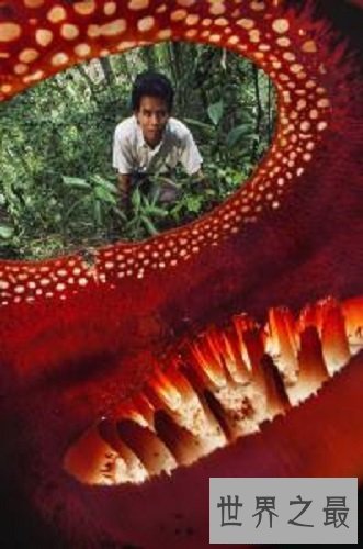 【图】渺小的食人花图片 你敢接近摘这朵最大的花吗