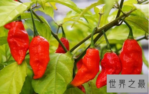 印度鬼椒或鬼椒