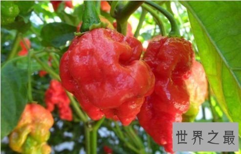 七锅煮之普利莫辣椒