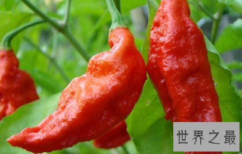 毒辣椒