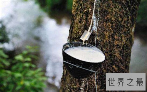 【图】牛奶树具备多重效用 一种会产牛奶的果树