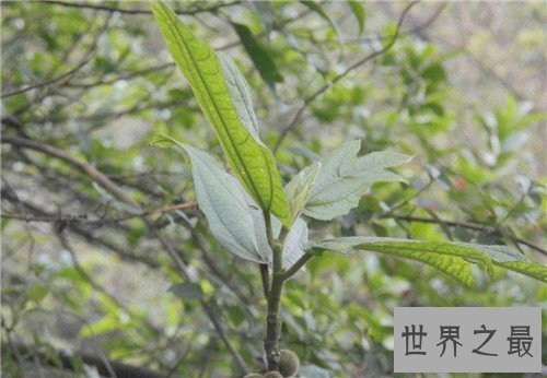 【图】牛奶树具备多重效用 一种会产牛奶的果树