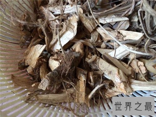 【图】牛奶树具备多重效用 一种会产牛奶的果树