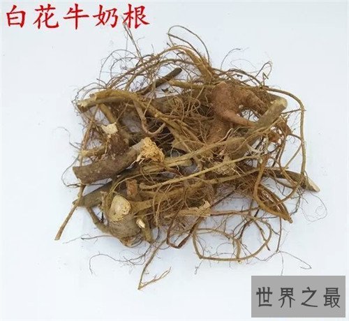 【图】牛奶树具备多重效用 一种会产牛奶的果树