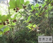 【图】牛奶树具有多重功效 一种会产牛奶的果树