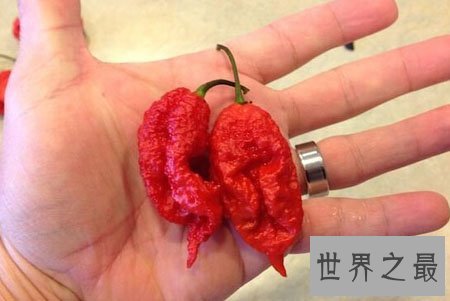 【图】卡罗莱纳死神辣椒有多辣 勇敢者的食品