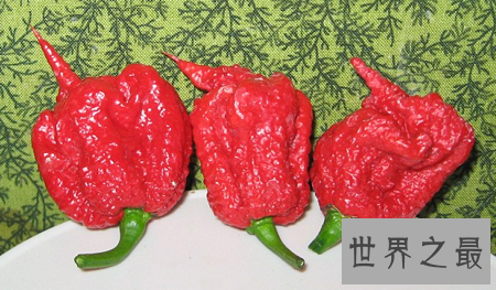 【图】卡罗莱纳死神辣椒有多辣 勇敢者的食品
