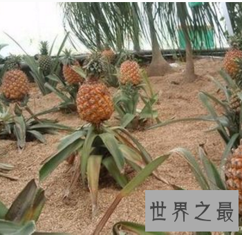【图】夏天吃菠萝的最佳季节 竟然不知道菠萝树图片什