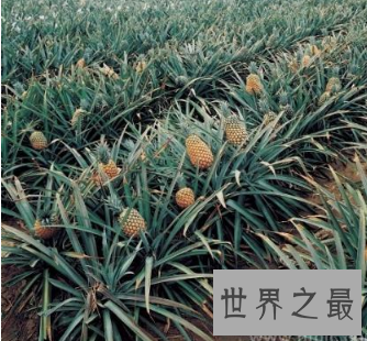 【图】夏天吃菠萝的最佳季节 竟然不知道菠萝树图片什
