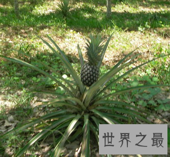 【图】夏天吃菠萝的最佳季节 竟然不知道菠萝树图片什