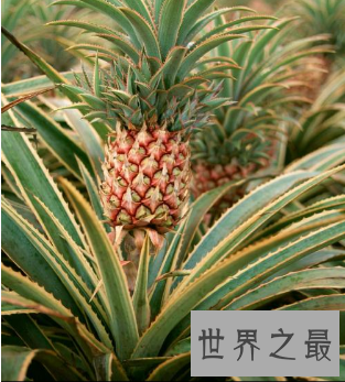 【图】夏天吃菠萝的最佳季节 竟然不知道菠萝树图片什