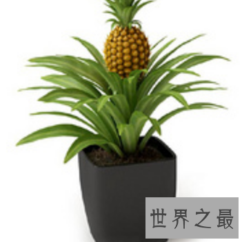 【图】夏天吃菠萝的最佳季节 竟然不知道菠萝树图片什