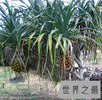 【图】夏天吃菠萝的最佳季节 竟然不知道菠萝树图片什