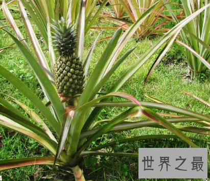 【图】夏天吃菠萝的最佳季节 竟然不知道菠萝树图片什