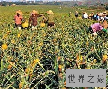 【图】夏天吃菠萝的最佳季节 竟然不知道菠萝树图片什