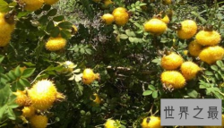 【图】富含维生素C最多的水果 诸葛亮七擒孟获全靠它