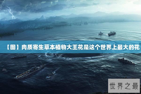【图】肉质寄生草本植物大王花是这个世界上最大的花