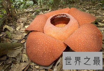 【图】肉质寄生草本植物大王花是这个世界上最大的花