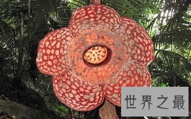 【图】肉质寄生草本植物大王花是这个世界上最大的花