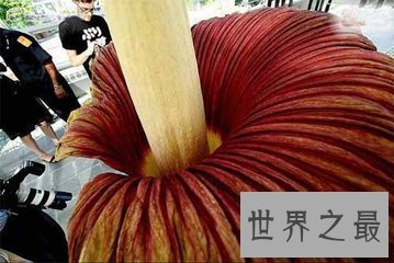 【图】肉质寄生草本植物大王花是这个世界上最大的花