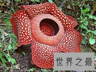 【图】肉质寄生草本植物大王花是这个世界上最大的花