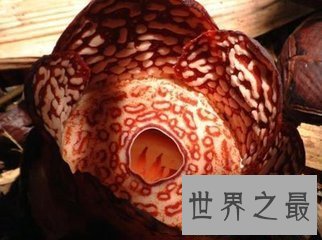 【图】肉质寄生草本植物大王花是这个世界上最大的花