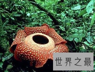 【图】肉质寄生草本植物大王花是这个世界上最大的花