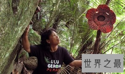 【图】肉质寄生草本植物大王花是这个世界上最大的花