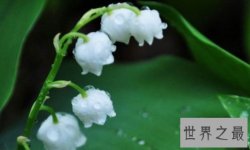 【图】世界上最美的花 最漂亮的十种花