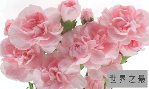 【图】花期最长的花 开花时间长容易养