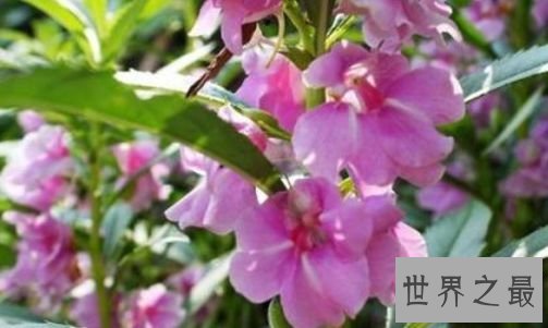 【图】花期最长的花 开花时间长容易养