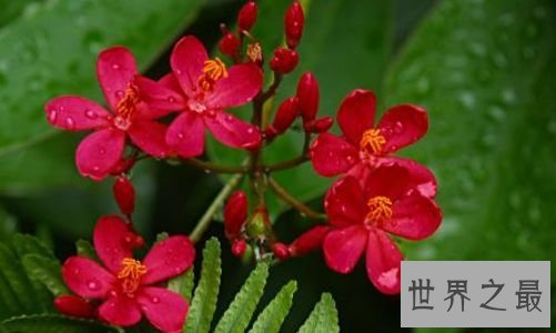 【图】花期最长的花 开花时间长容易养