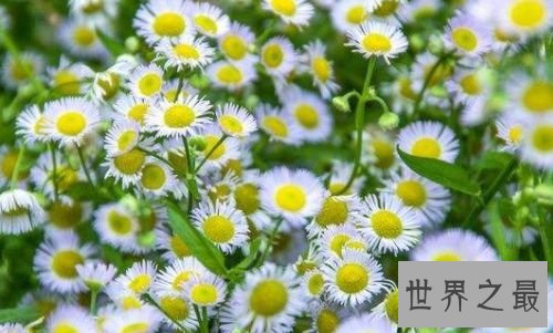 【图】花期最长的花 开花时间长容易养