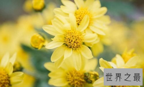 【图】花期最长的花 开花时间长容易养