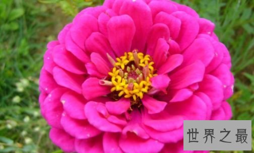 【图】花期最长的花 开花时间长容易养