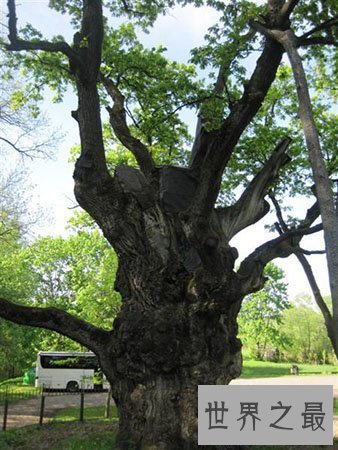 【图】世界上最古老的树你知道在哪里吗 他又有什么故