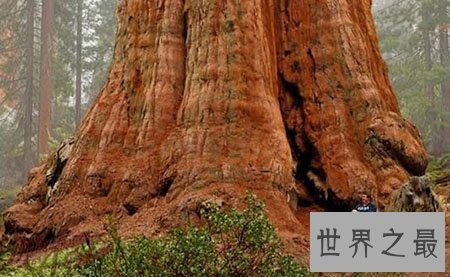 【图】世界上最古老的树你知道在哪里吗 他又有什么故