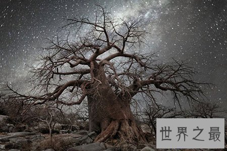 【图】世界上最古老的树你知道在哪里吗 他又有什么故
