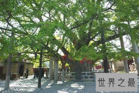 【图】世界上最古老的树你知道在哪里吗 他又有什么故