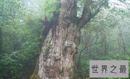 【图】世界上最古老的树你知道在哪里吗 他又有什么故