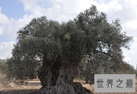 【图】世界上最古老的树你知道在哪里吗 他又有什么故