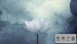 【图】世界上最纯洁的花 可远观而不可亵玩焉